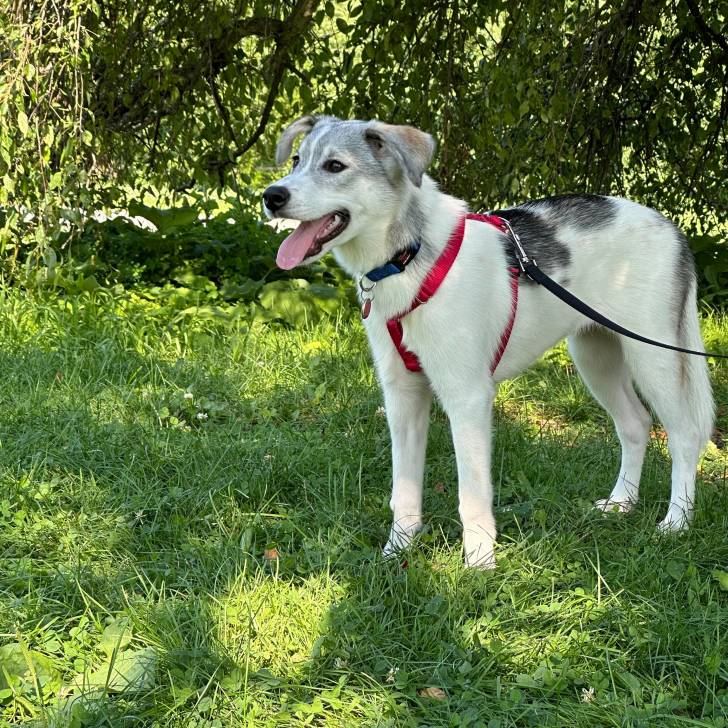 Un Lurcher tirant la langue et qui est tenu en laisse 