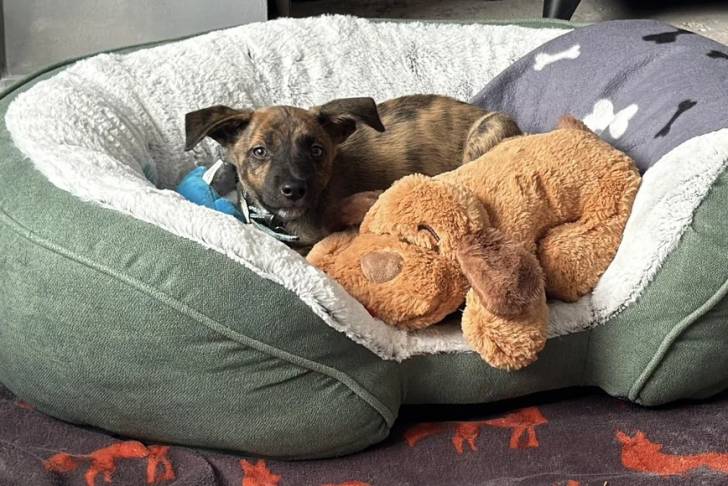 Un Lurcher allongé dans un panier et portant un collier autour du cou