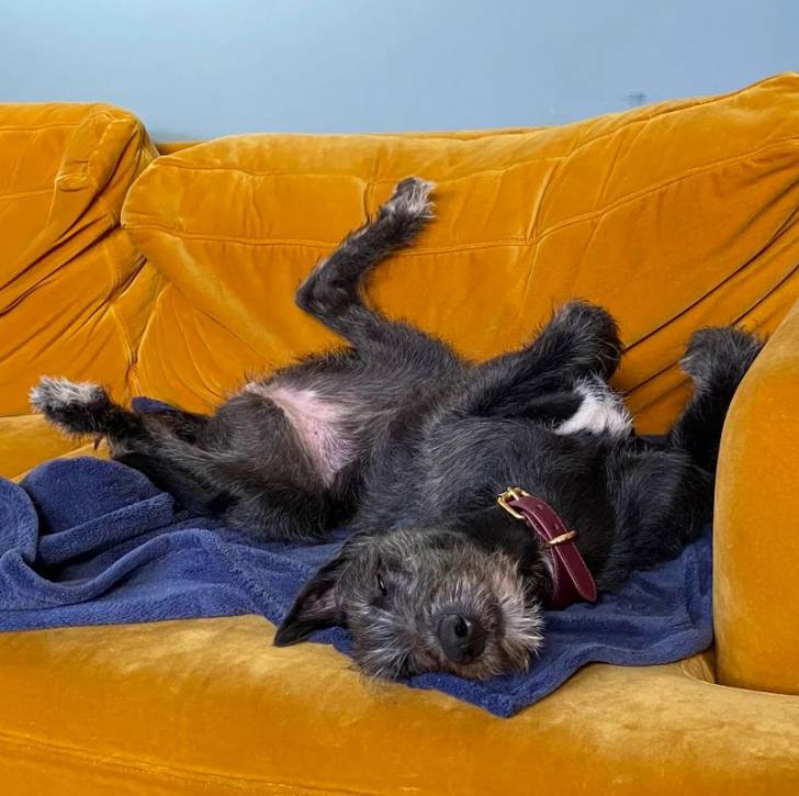 Un Lurcher allongé sur le dos sur un canapé et portant un collier autour du cou