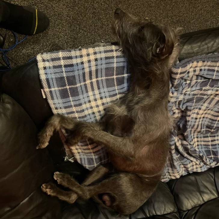 Un Lurcher allongé sur un canapé et semblant détendu 