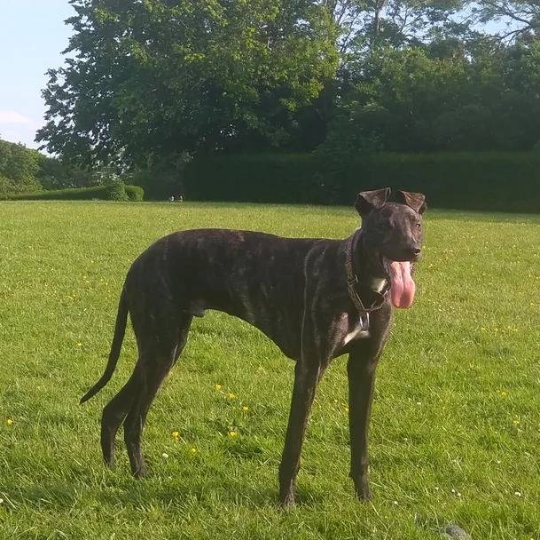 Un Lurcher portant un collier autour du cou et ayant la langue pendante