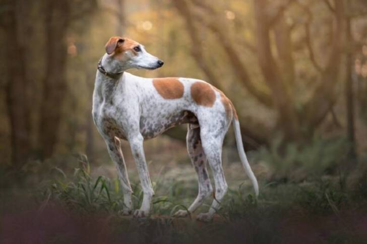 Un Lurcher sur un terrain herbeux et portant un collier autour du cou