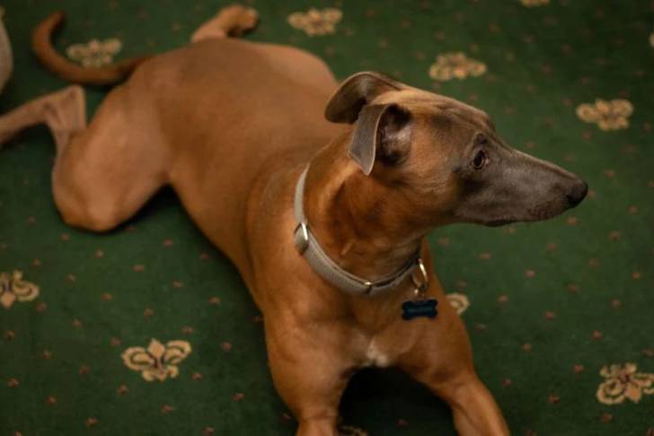 Un Lurcher allongé sur une moquette et portant un collier autour du cou