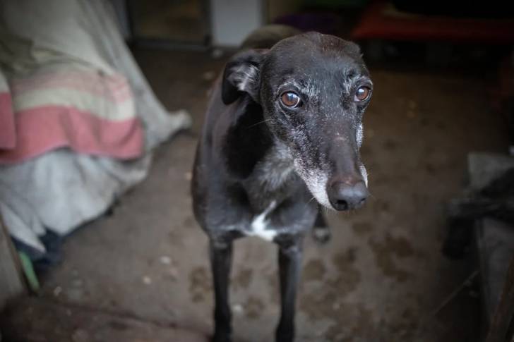 Un Lurcher sur une surface bétonnée et regardant vers la caméra 