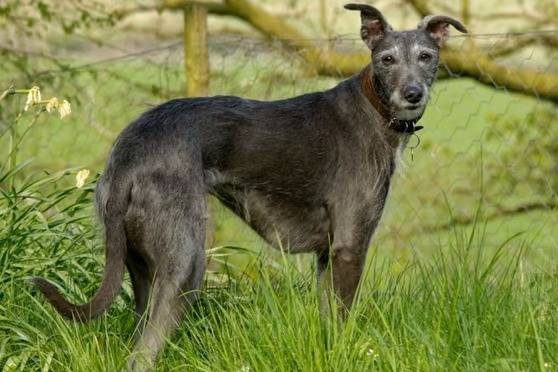 Un Lurcher sur une surface herbacée et portant un collier autour du cou