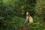 Un Lurcher assis sur un terrain herbeux et portant un harnais 
