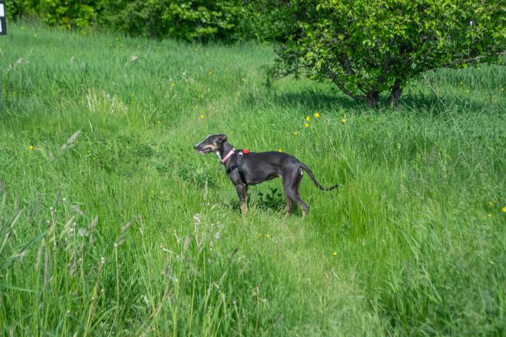 Profil d'un Lurcher sur une surface herbacée et portant un collier autour du cou