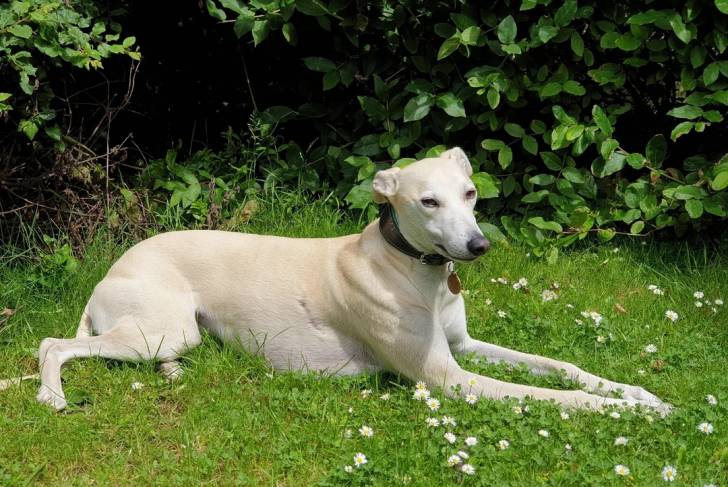 Un Lurcher allongé sur une surface herbacée et portant un collier autour du cou