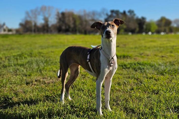 Un Lurcher sur une surface herbacée et portant un harnais 