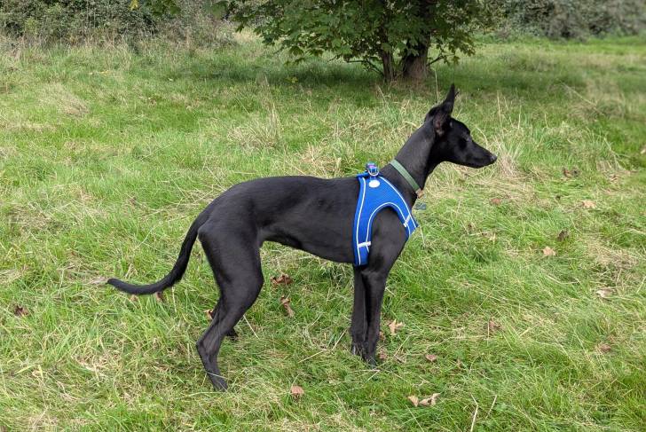 Profil d'un Lurcher sur une surface herbacée et portant un harnais 
