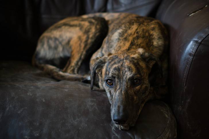 Un Lurcher allongé sur un canapé et regardant vers la caméra 