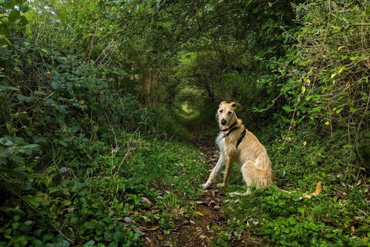 Un Lurcher assis sur un terrain herbeux et portant un harnais 