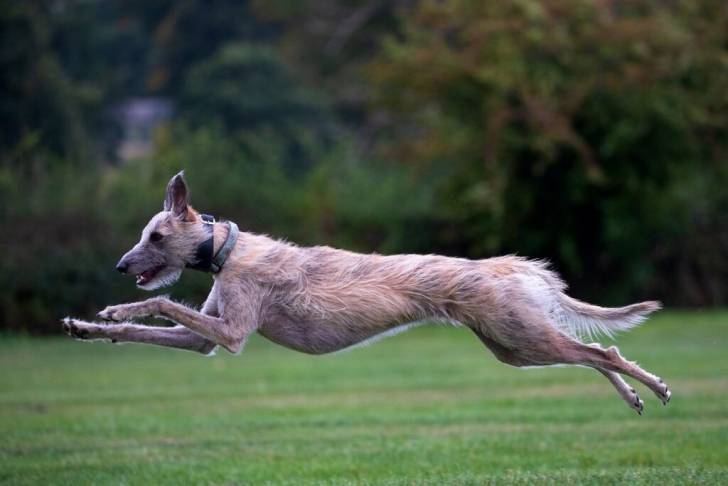 Un Lurcher courant sur un terrain gazonné et portant un collier autour du cou