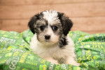 Un bébé Yorkipoo aux poils blancs et gris est allongé sur une couverture verte à motifs. 