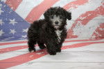Un chiot Yorkipoo au pelage noir se tient devant un fond aux couleurs du drapeau des États-Unis.