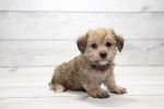 Un petit chiot Yorkipoo aux poils de couleur beige est semi-allongé sur un sol en bois blanc.