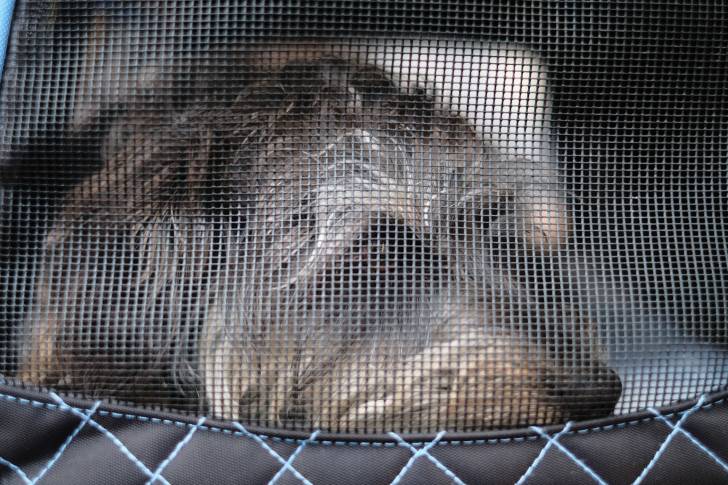 Gros plan sur un Yorkipoo adulte aux poils gris, allongé dans son sac de transport.