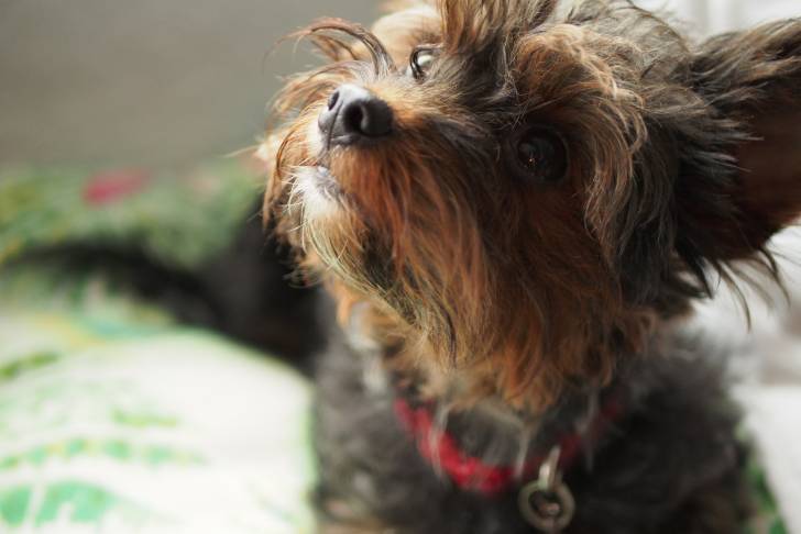Un bébé Yorkipoo aux poils noir et marron et portant un collier rouge est debout sur un lit. 