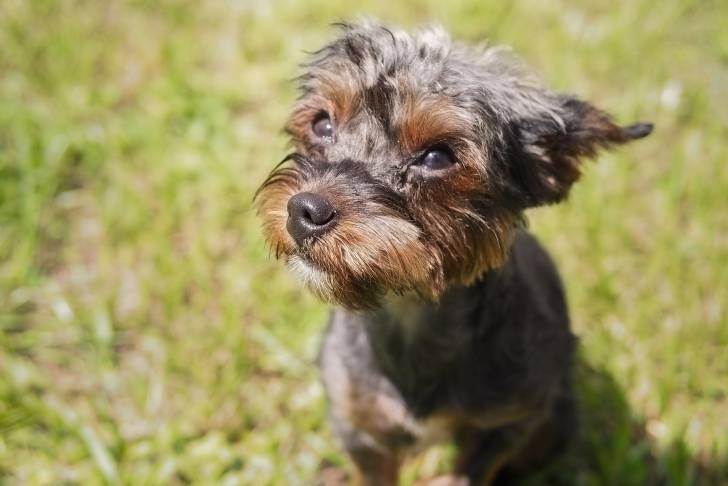 Un bébé Yorkipoo aux poils noir et marron est assis dans l'herbe et regarde en l'air.