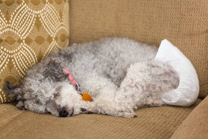 Un adulte Yorkipoo aux poils frisés de couleur gris clair se repose allongé dans le canapé.