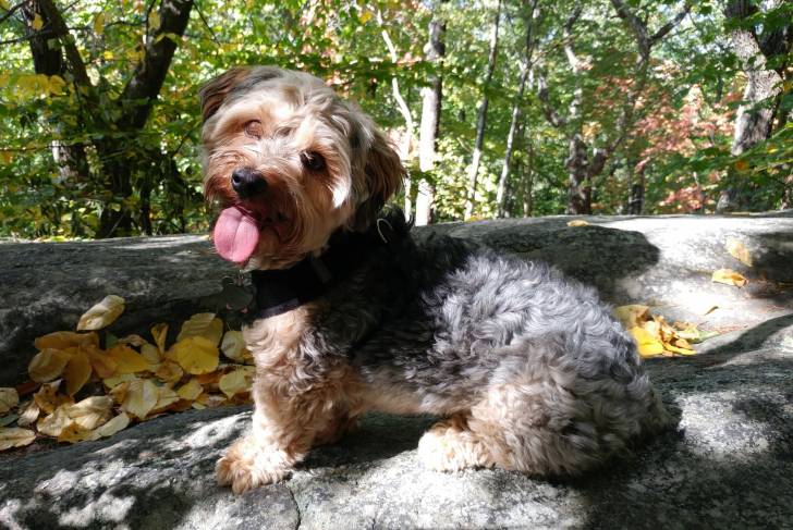 Un Yorkipoo gris et beige tire la langue en étant debout sur un rocher, seul au milieu d'une forêt.