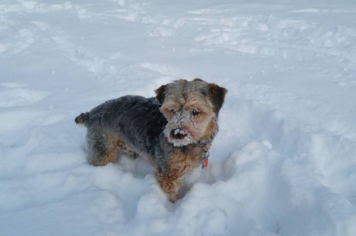 Un Yorkipoo gris et beige se promène sur un terrain enneigé et a de la neige sur son museau. 