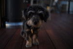 Un jeune Yorkipoo aux poils noir et beige portant un collier est assis sur le parquet de la maison.