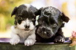 Deux bébés Yorkipoo noir et blanc côte à côte qui font sortir leur tête d'un seau.
