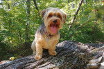 Un jeune Yorkipoo beige se tenant sur un tronc d'arbre au milieu d'une forêt et tirant la langue.