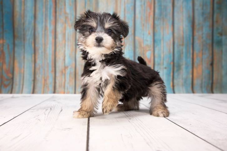 Un jeune Yorkipoo à la robe bicolore gris et beige se tient la tête haute devant un mur en bois.