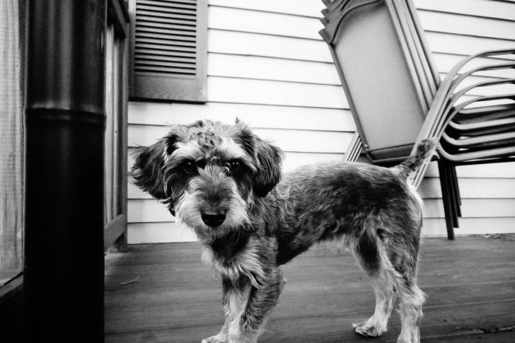 Image en noir et blanc d'un Yorkipoo mature se tenant debout sur la devanture de la maison. 