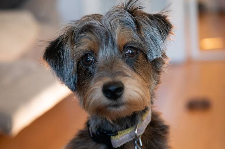 Zoom sur le visage d'un chiot Yorkipoo au pelage noir et marron et portant un collier.
