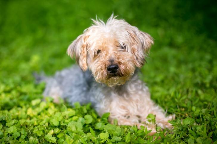 Un Yorkipoo au pelage blanc est allongé sur le ventre, seul au milieu d'une étendue de verdure. 