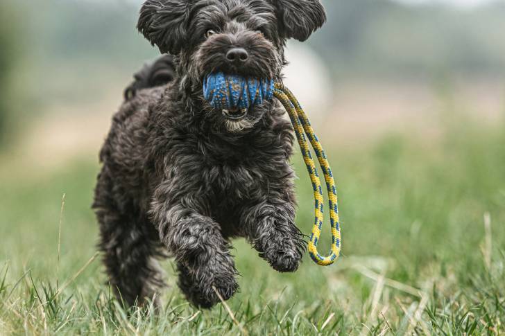 Un Yorkipoo aux poils noirs court à toute vitesse dans l'herbe avec un jouet dans la gueule.