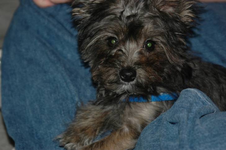 Un jeune Yorkipoo au pelage gris foncé portant un collier bleu se repose dans les bras de son maître