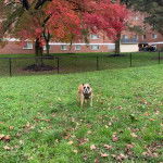 Un Valley Bulldog marchant dans un champ d&rsquo;herbe verte et portant une combinaison au cou.