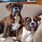 Deux Valley Bulldogs assis sur un canap&eacute;, qui fixent la cam&eacute;ra