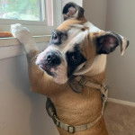 Un Valley Bulldog debout sur ses deux pattes, vêtues d’une combinaison reliée au torse et au dos.