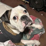 Un Valley Bulldog allongé sur une couverture et vêtu de noir.