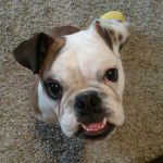 Photo d’un petit Valley Bulldog qui a la gueule ouverte et qui est assis sur un tapis.