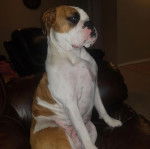 Un Valley Bulldog allongé sur un lit avec une combinaison reliée au torse et au dos.