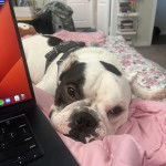 Un Valley Bulldog allong&eacute; sur un lit avec une combinaison reli&eacute;e au torse et au dos.