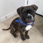 Un Valley Bulldog assis, fixant la cam&eacute;ra et portant un foulard bleu autour du cou.