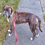 Un Valley Bulldog tenu en laisse sur une route goudronn&eacute;e et qui fixe la cam&eacute;ra