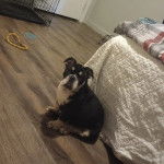 Un Valley Bulldog assis &agrave; c&ocirc;t&eacute; d&rsquo;un lit, le regard fix&eacute; sur la cam&eacute;ra