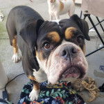 Un Valley Bulldog tricolore avec une grosse gueule ferm&eacute;e et qui fixe la cam&eacute;ra.