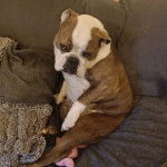  Un Valley Bulldog bicolore au museau noir est assis sur un canap&eacute; et semble triste.