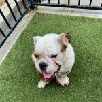 Un Valley Bulldog assit dans une cage sur un espace gazonn&eacute; et qui sort la langue.