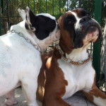 Deux Valley Bulldogs, l&rsquo;un m&acirc;le et l&rsquo;autre femelle, sont attach&eacute;s ensemble et vivent une exp&eacute;rience &eacute;motionnelle