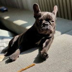 Un Valley Bulldog noir est allong&eacute; dans un fauteuil et qui regarde la cam&eacute;ra avec beaucoup d&rsquo;attention.